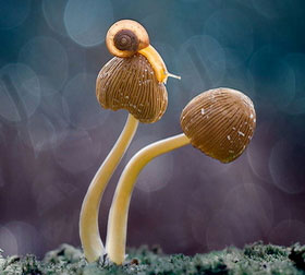 网站ddos隐藏源ip